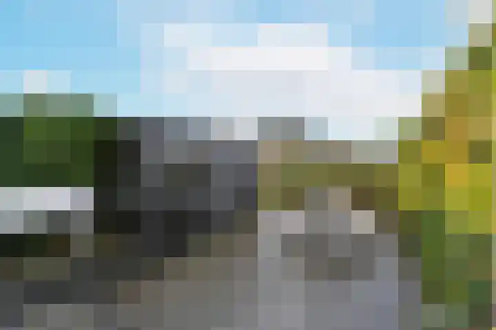 Rugstreeppad 81 Nieuwveen thumbnail 31