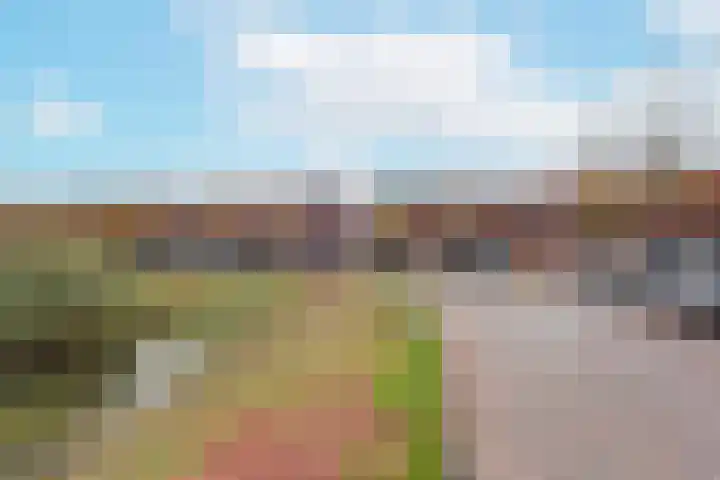 Rugstreeppad 81 Nieuwveen thumbnail 33