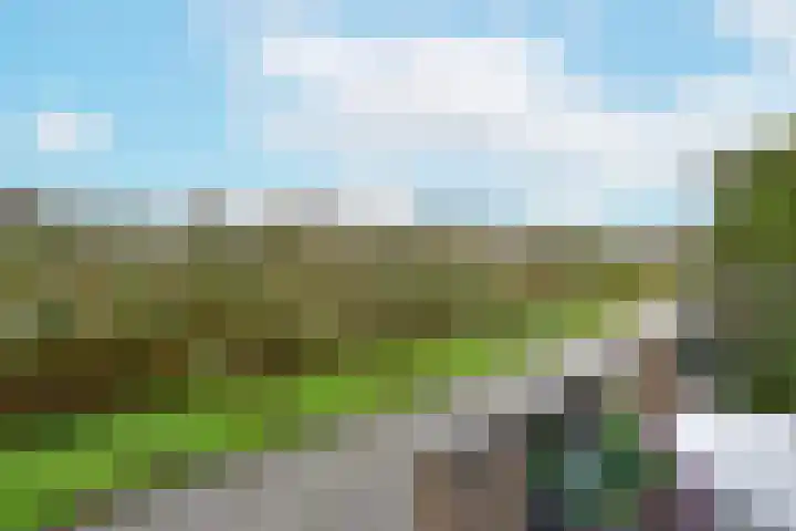 Rugstreeppad 81 Nieuwveen thumbnail 34