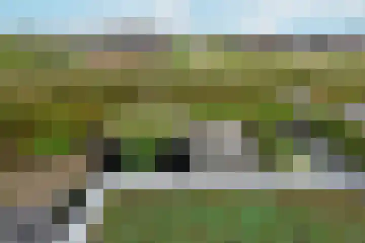 Rugstreeppad 81 Nieuwveen thumbnail 35