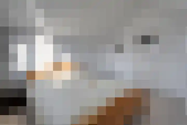 Ruigedoornstraat 19 Dalfsen thumbnail 30