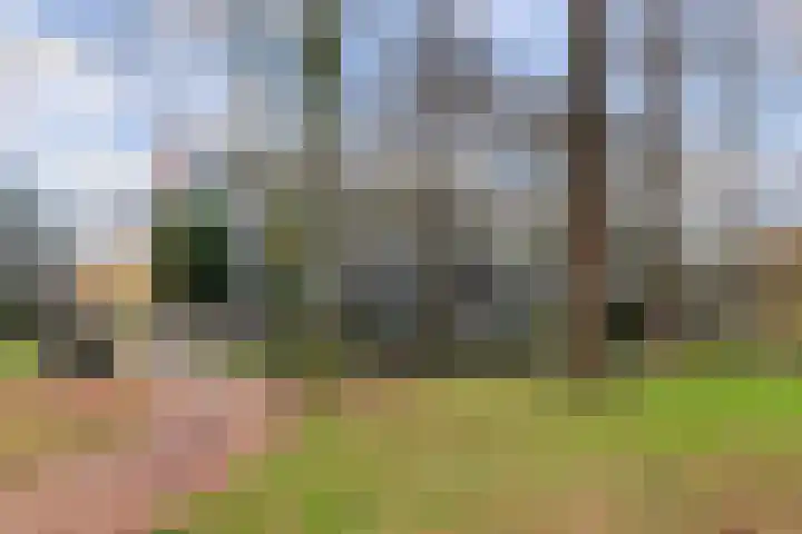 Ruigenburg 219 Gouda thumbnail 38