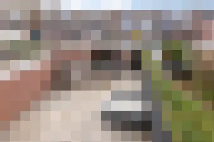 Ruigenburg 80 Gouda thumbnail 28