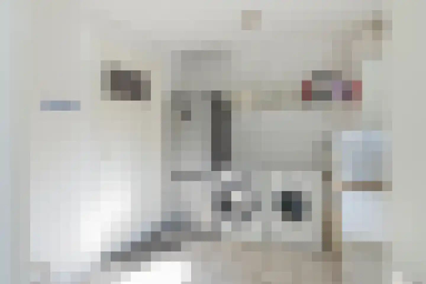 Ruigenhoek 3 De Zilk thumbnail 23