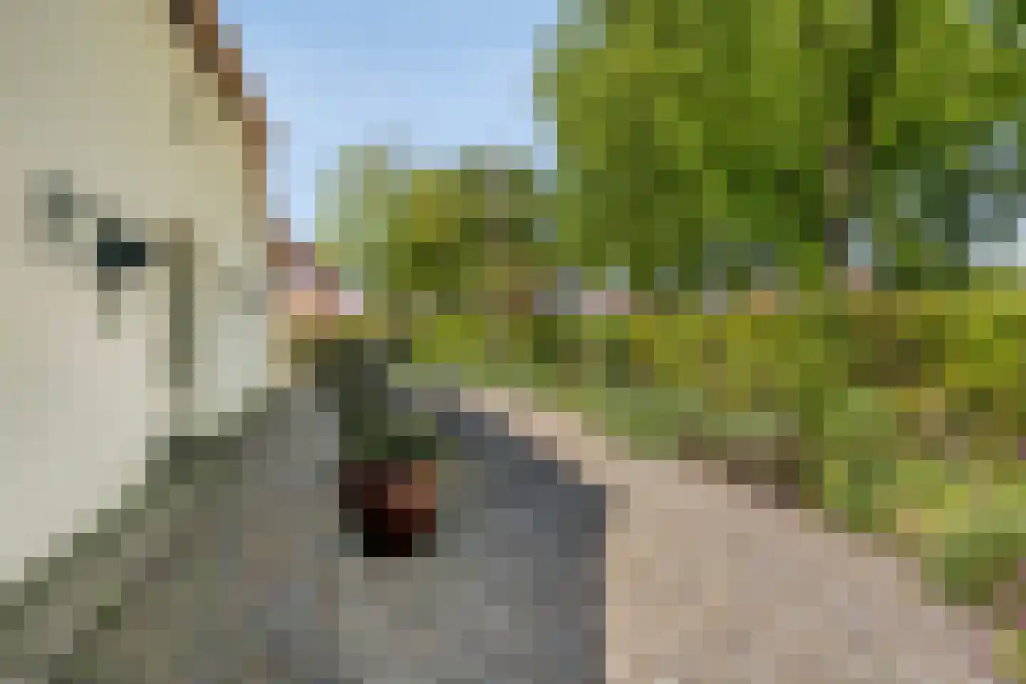 Ruijsdaelstraat 44 Millingen aan de Rijn thumbnail 69