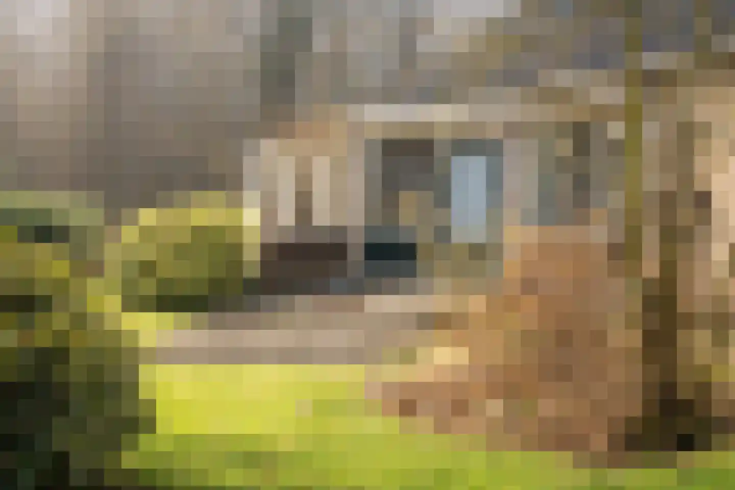 Ruijslaan 27 De Koog thumbnail 7