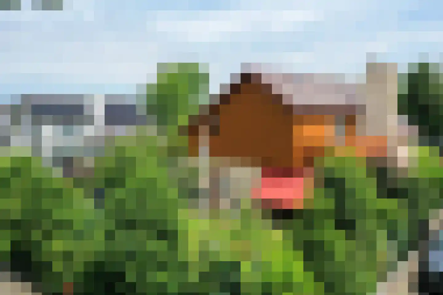 Ruijslaan 61 De Koog thumbnail 120
