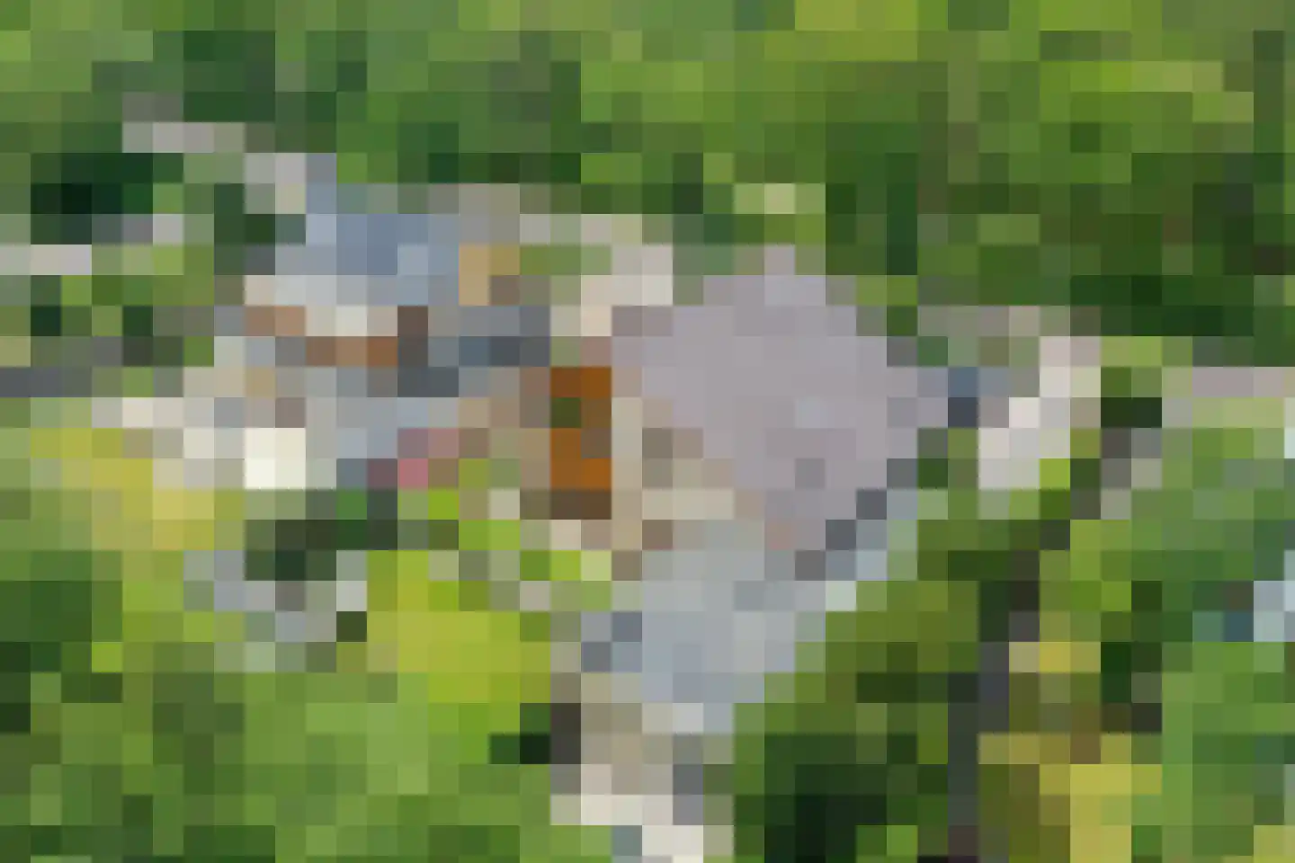 Ruijslaan 61 De Koog thumbnail 123