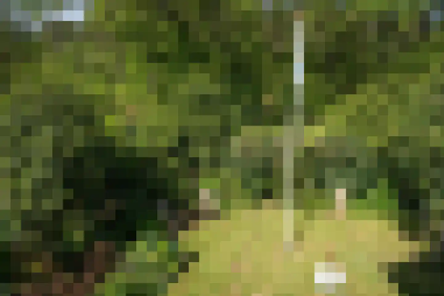Ruijslaan 61 De Koog thumbnail 82
