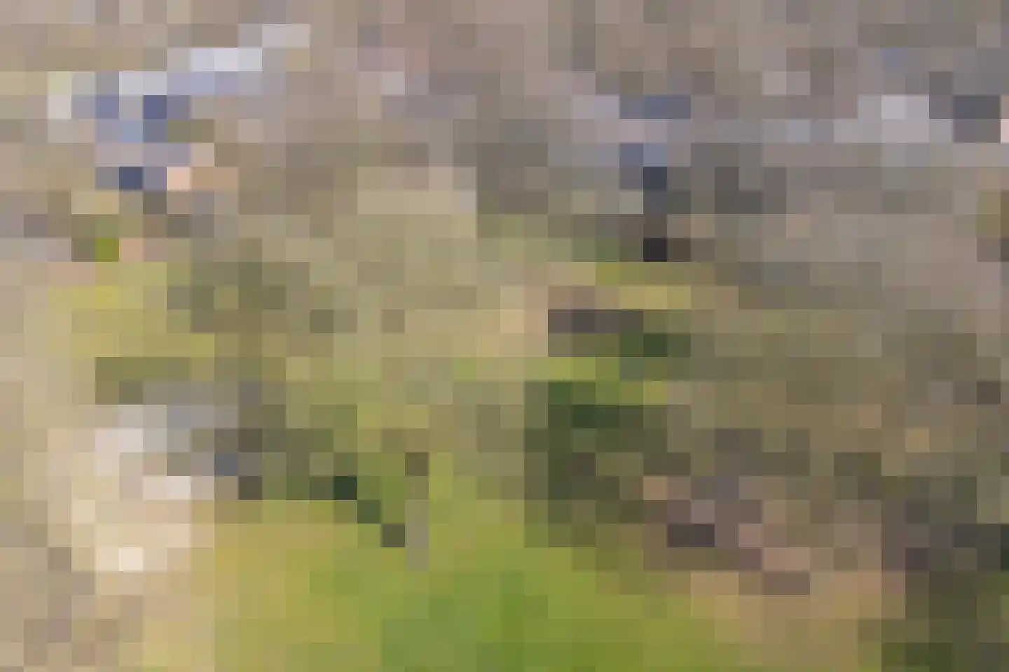 Ruinerbrink 127 Emmen thumbnail 67