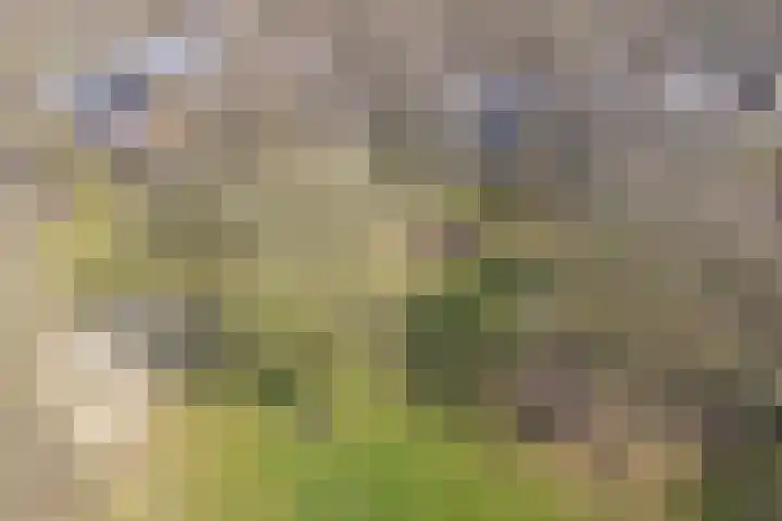 Ruinerbrink 127 Emmen thumbnail 67
