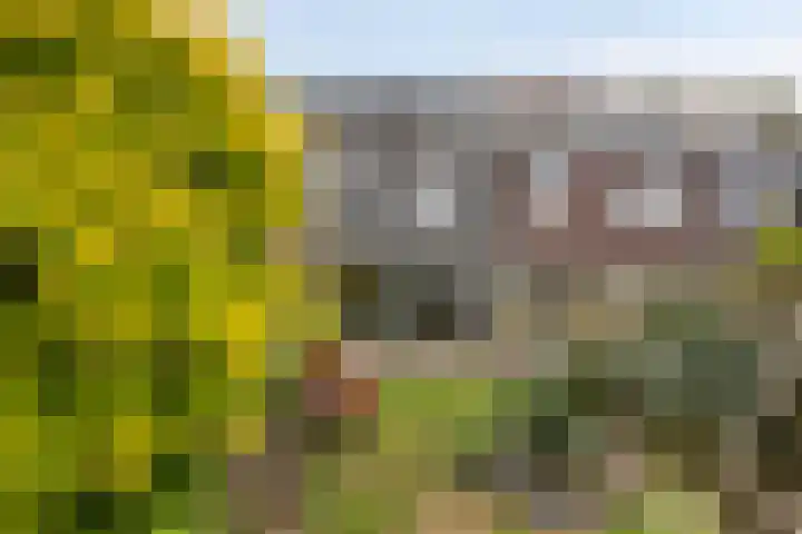 Ruinerbrink 207 Emmen thumbnail 29