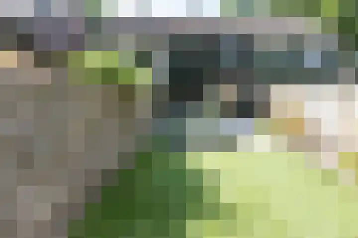 Ruinerbrink 315 Emmen thumbnail 31