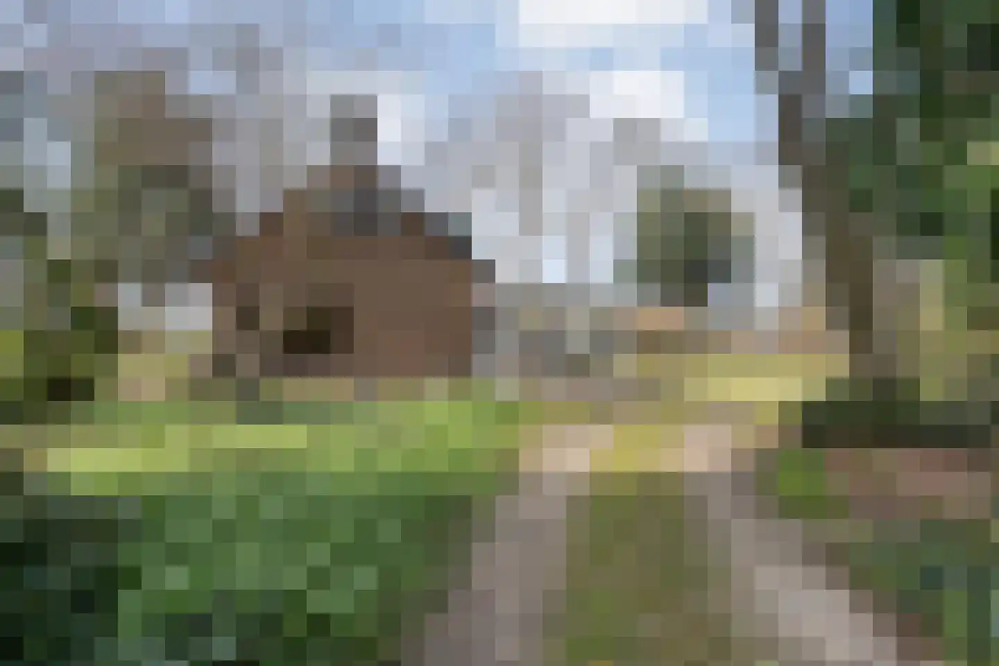Ruinerveldweg 7 Ruinen thumbnail 43