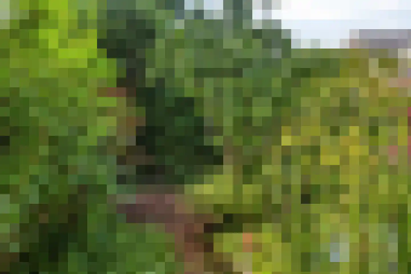 Ruinerweg 26 a Koekange thumbnail 50
