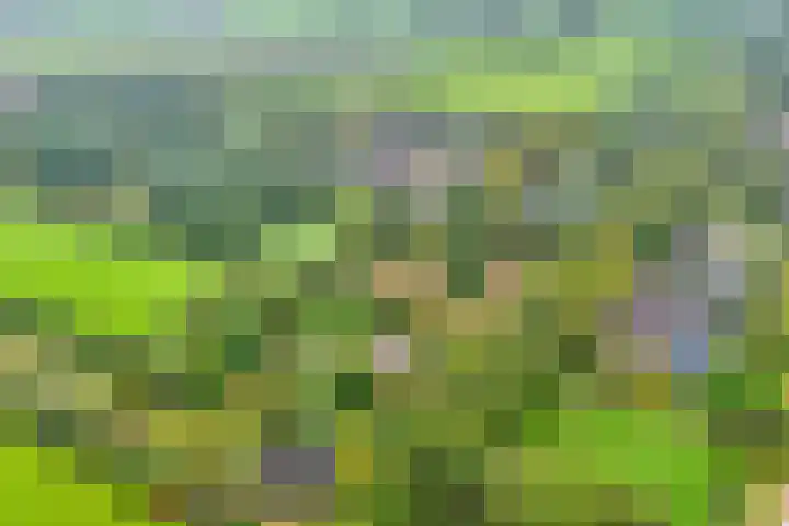 Ruinerweg 48 Koekange thumbnail 34