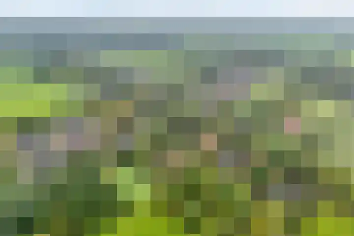Ruinerweg 48 Koekange thumbnail 35