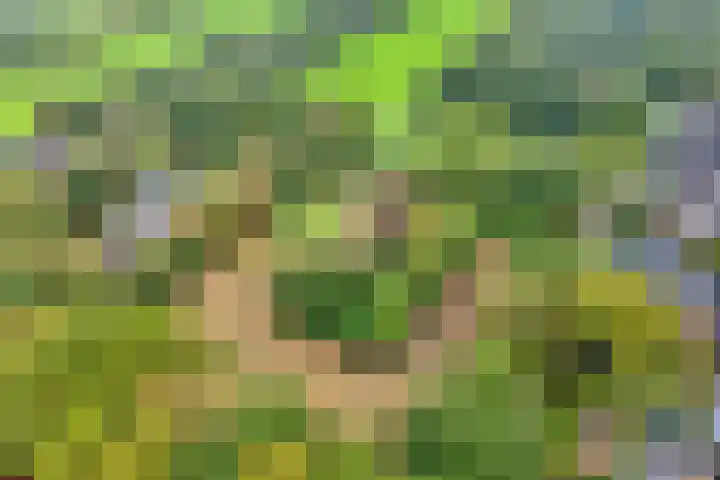 Ruinerweg 48 Koekange thumbnail 38