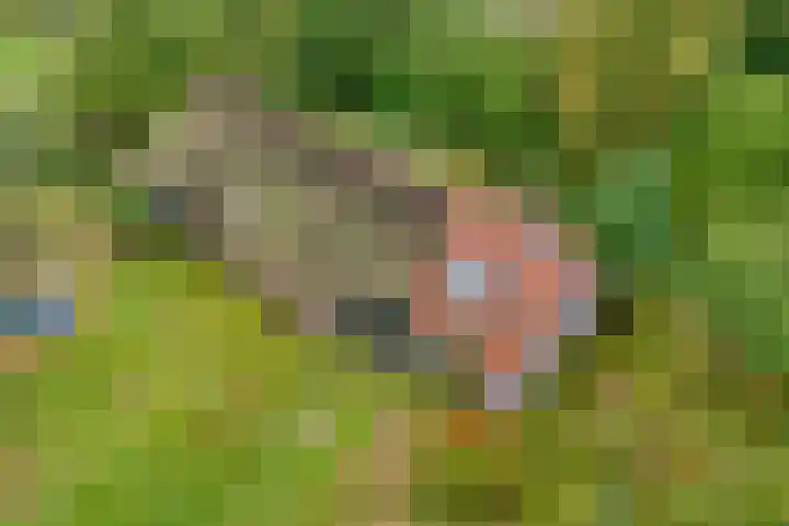 Ruinerweg 48 Koekange thumbnail 4