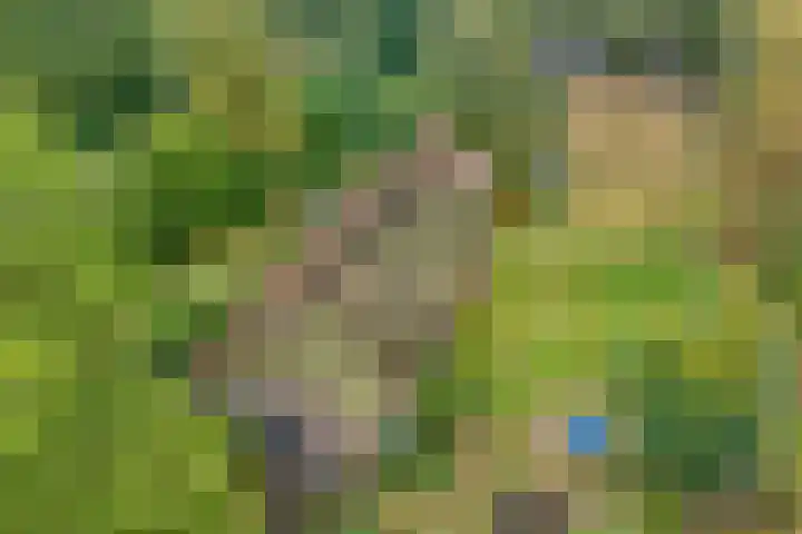Ruinerweg 48 Koekange thumbnail 5