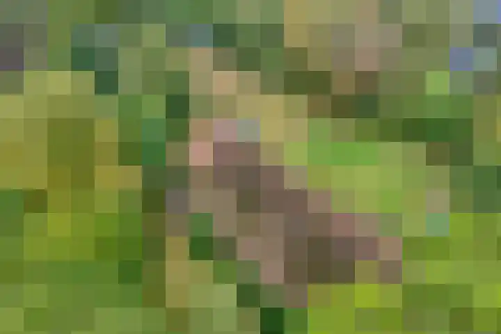 Ruinerweg 48 Koekange thumbnail 6