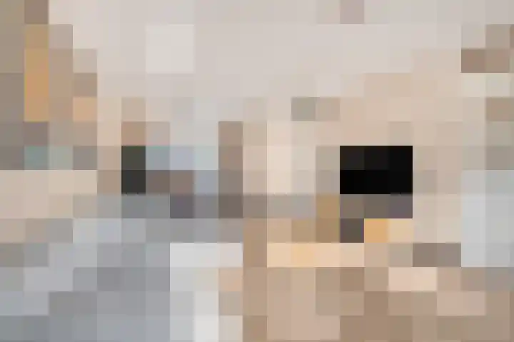 Ruisvoorn 122 Tiel thumbnail 9