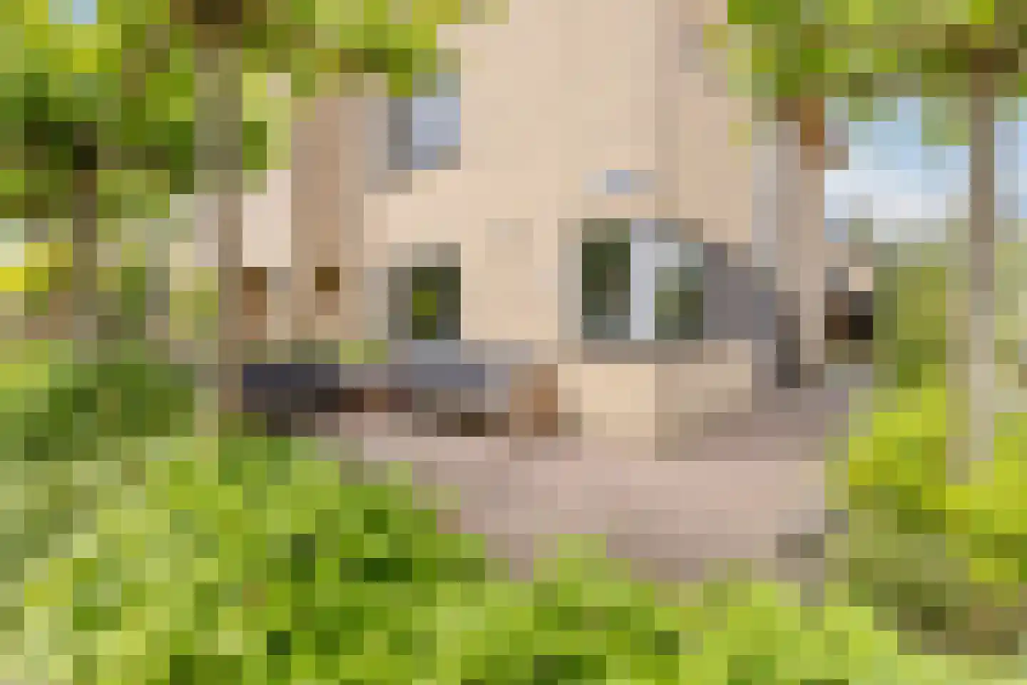 Ruisvoorn 17 Krommenie thumbnail 7