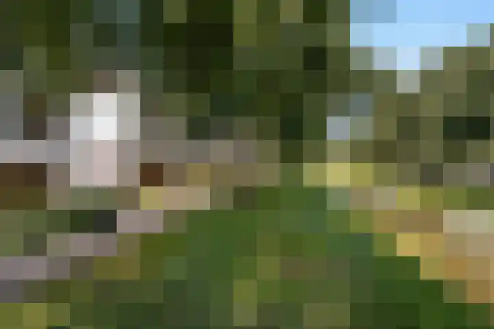 Ruisvoornpad 21 Hoogvliet Rotterdam thumbnail 9