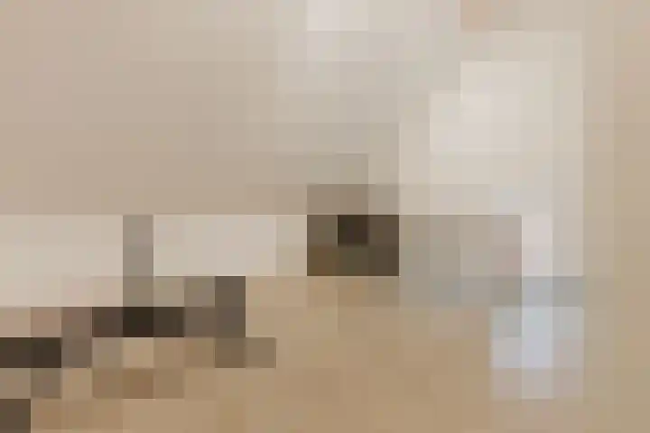Ruitenheerhof 12 Sprundel thumbnail 33