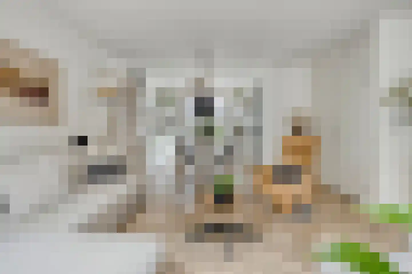 Ruitenheerhof 50 Sprundel thumbnail 7