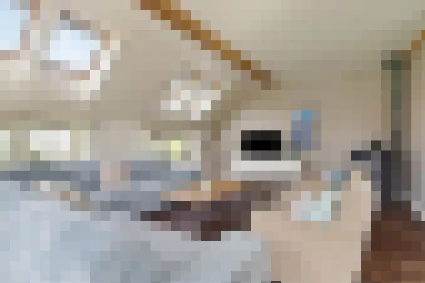 Ruitenveen 1 Nieuwleusen thumbnail 5
