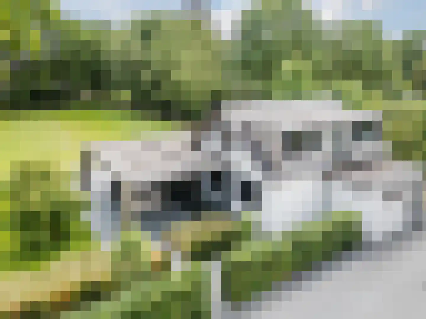 Ruitenveen 24 Nieuwleusen thumbnail 53