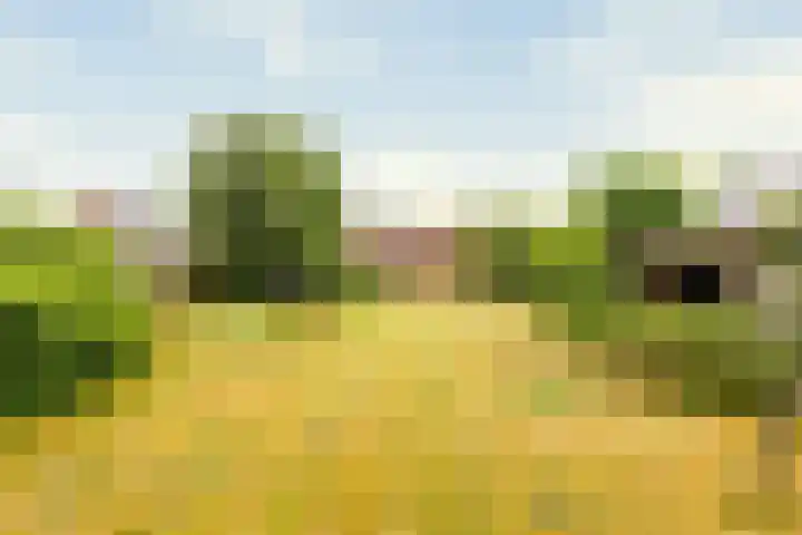 Ruitenweg 25 Froombosch thumbnail 32
