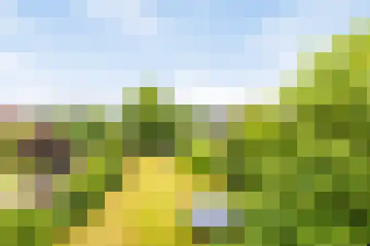 Ruitenweg 25 Froombosch thumbnail 33