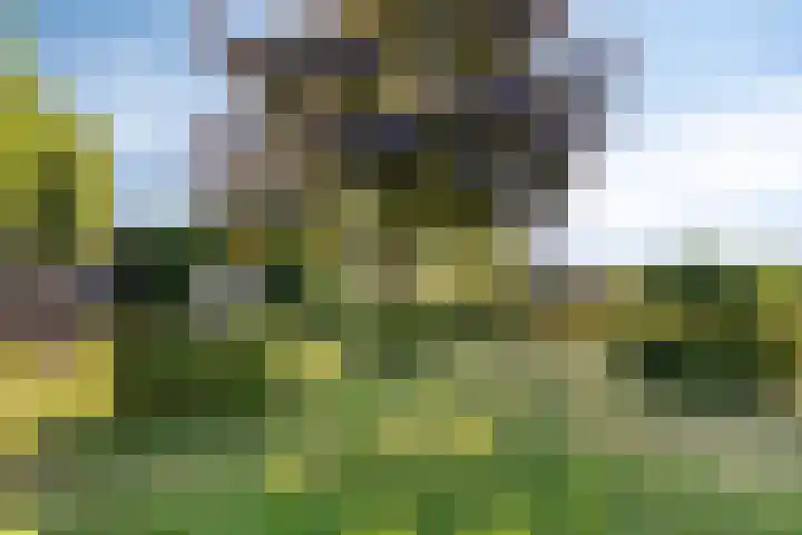 Ruiter 21 Someren thumbnail 12