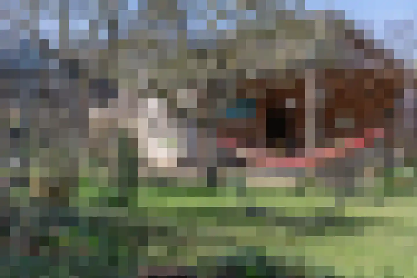 Ruiter 8 Enkhuizen thumbnail 8