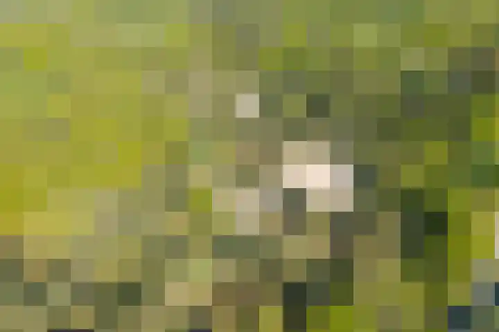 Ruiterweg 15 Schipborg thumbnail 6