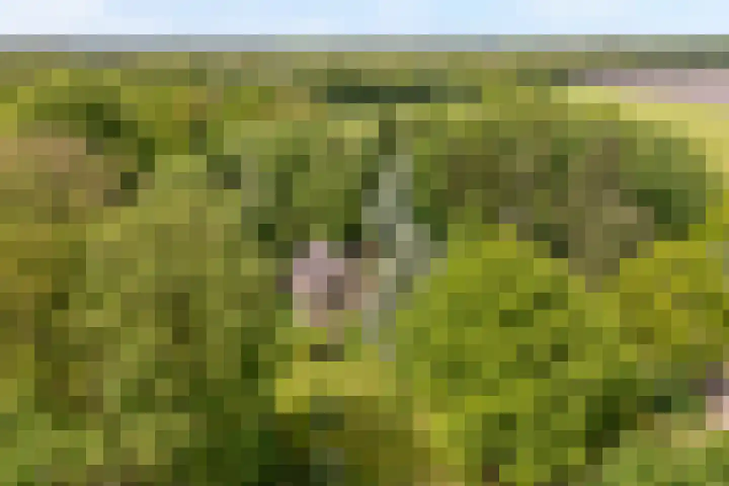 Ruiterweg 7 Darp thumbnail 6