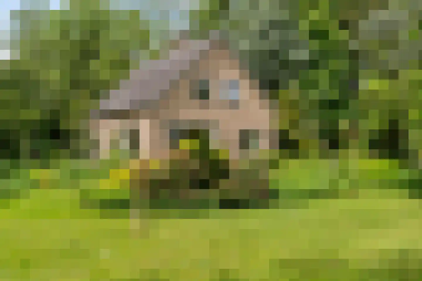 Ruiterweg 7 Darp thumbnail 9
