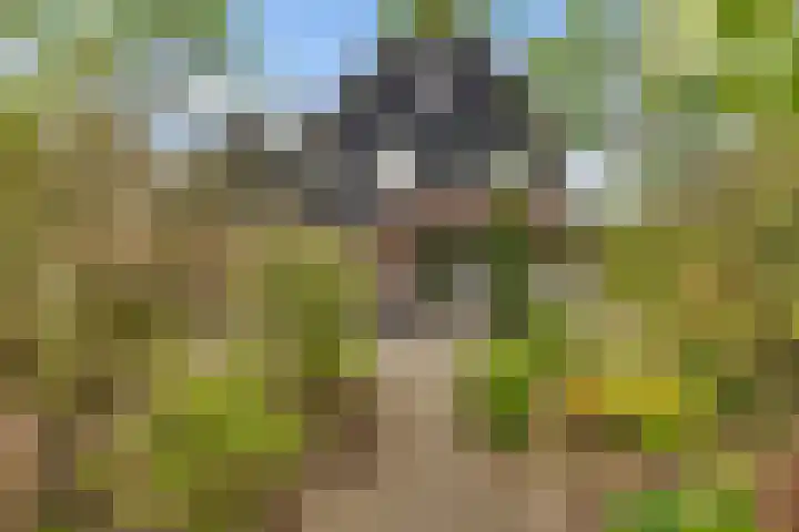 Ruiversdam 18 Hierden thumbnail 44