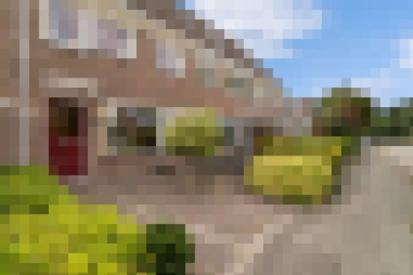 Runmolen 17 Alkmaar thumbnail 6