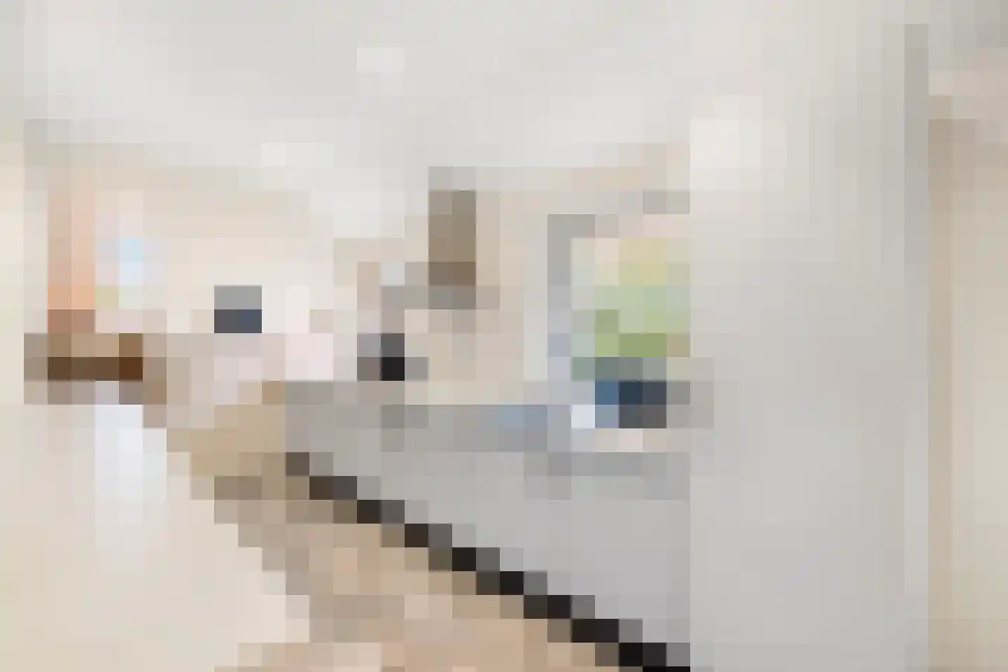 Runselstraat 10 Berghem thumbnail 19