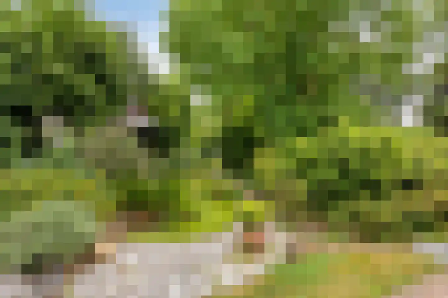 Runselstraat 10 Berghem thumbnail 69