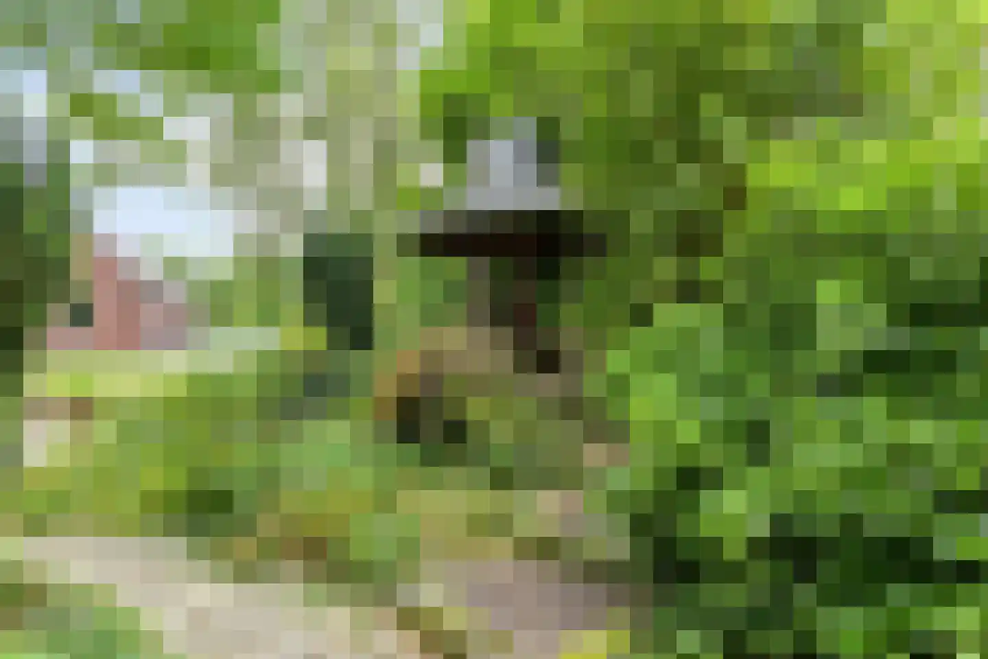 Runselstraat 10 Berghem thumbnail 70