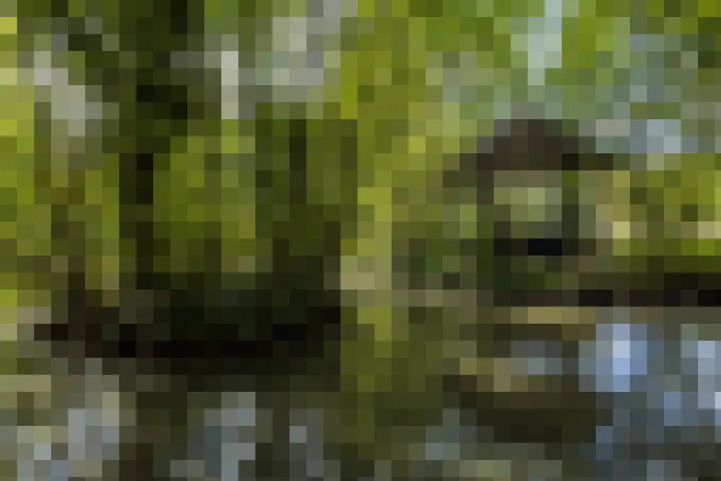 Ruscher 1 Schinveld thumbnail 49