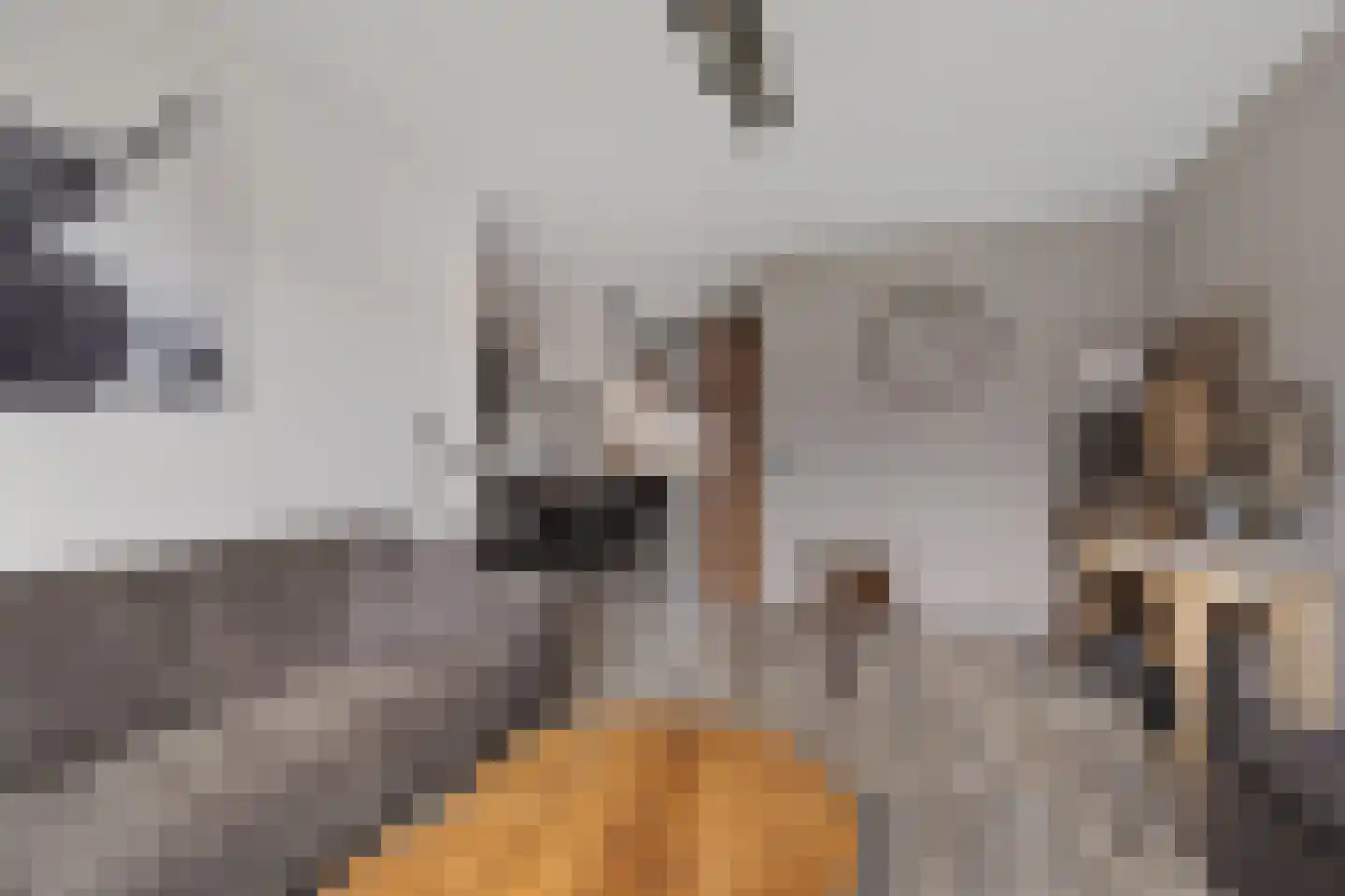 Russchenreed 15 Wijnjewoude thumbnail 10