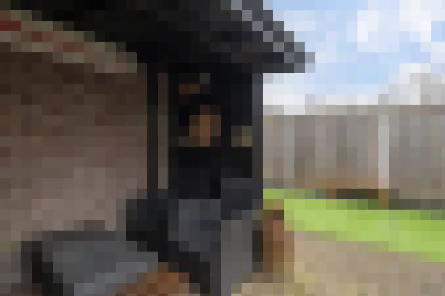 Russchenreed 15 Wijnjewoude thumbnail 38