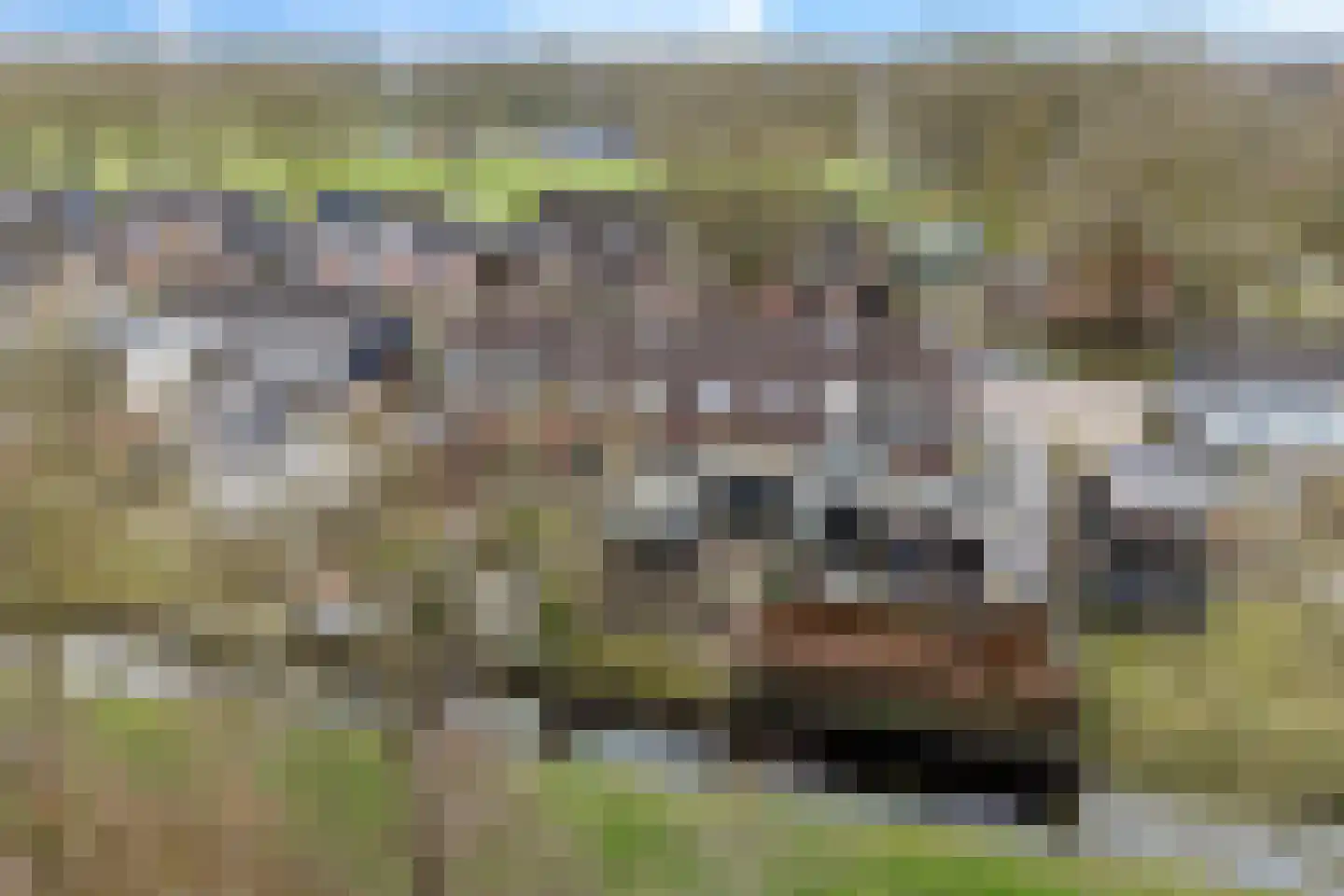 Russchenreed 15 Wijnjewoude thumbnail 42