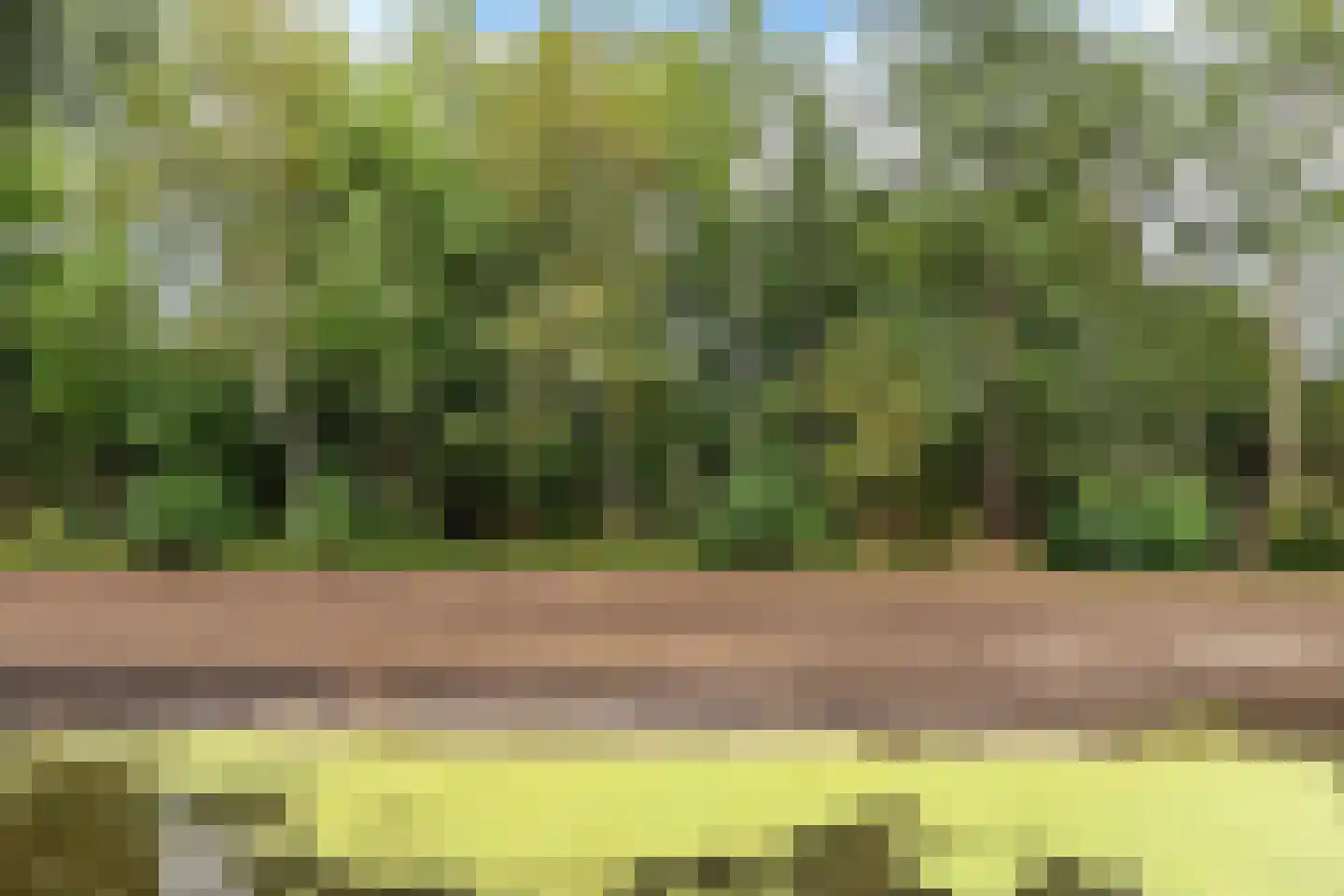Russchenreed 45 Wijnjewoude thumbnail 23