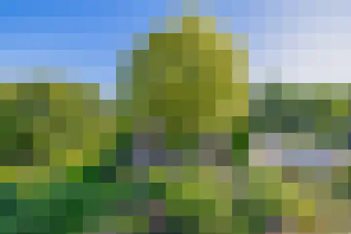 Russchenreed 71 Wijnjewoude thumbnail 36